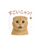 子ネコverスコティッシュフォールド（個別スタンプ：12）