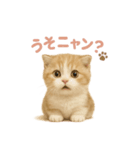 子ネコverスコティッシュフォールド（個別スタンプ：23）