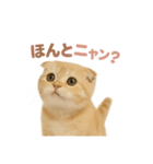 子ネコverスコティッシュフォールド（個別スタンプ：27）