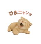 子ネコverスコティッシュフォールド（個別スタンプ：28）