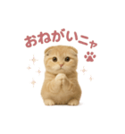 子ネコverスコティッシュフォールド（個別スタンプ：34）