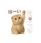 子ネコverスコティッシュフォールド（個別スタンプ：35）