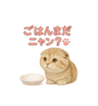 子ネコverスコティッシュフォールド（個別スタンプ：38）