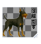 犬の メッセージ スタンプ 50（個別スタンプ：1）