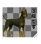 犬の メッセージ スタンプ 50（個別スタンプ：6）
