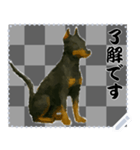 犬の メッセージ スタンプ 50（個別スタンプ：8）