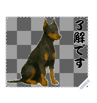 犬の メッセージ スタンプ 50（個別スタンプ：13）