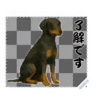 犬の メッセージ スタンプ 50（個別スタンプ：14）