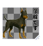 犬の メッセージ スタンプ 50（個別スタンプ：16）