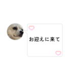 ポメチワのUruくん(10)（個別スタンプ：1）
