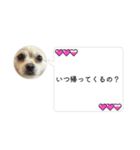 ポメチワのUruくん(10)（個別スタンプ：2）