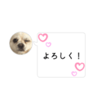 ポメチワのUruくん(10)（個別スタンプ：3）