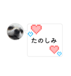 ポメチワのUruくん(10)（個別スタンプ：5）