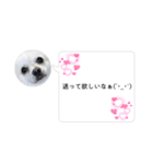 ポメチワのUruくん(10)（個別スタンプ：6）