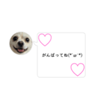 ポメチワのUruくん(10)（個別スタンプ：7）