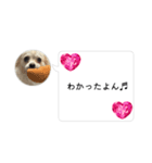 ポメチワのUruくん(10)（個別スタンプ：8）