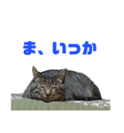 みゅったんのスタンプ3（個別スタンプ：15）