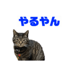 みゅったんのスタンプ3（個別スタンプ：18）