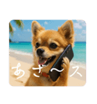 癒しワンコtme00880202（個別スタンプ：1）