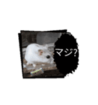 はむすたーparadise（個別スタンプ：4）