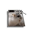 はむすたーparadise（個別スタンプ：6）