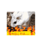 はむすたーparadise（個別スタンプ：12）