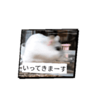 はむすたーparadise（個別スタンプ：13）