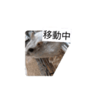 はむすたーparadise（個別スタンプ：14）