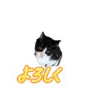 動物集合ー！（個別スタンプ：4）