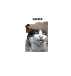 動物集合ー！（個別スタンプ：6）
