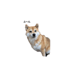 動物集合ー！（個別スタンプ：9）