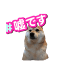 動物集合ー！（個別スタンプ：10）