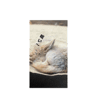 動物集合ー！（個別スタンプ：11）