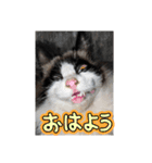 動物集合ー！（個別スタンプ：12）