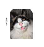 動物集合ー！（個別スタンプ：16）