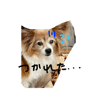 チキンチママ3．（個別スタンプ：9）