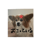 チキンチママ3．（個別スタンプ：13）