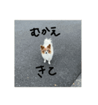 チキンチママ3．（個別スタンプ：14）