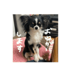 チキンチママ3．（個別スタンプ：15）