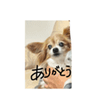 チキンチママ3．（個別スタンプ：20）