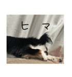チキンチママ3．（個別スタンプ：26）