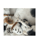 チキンチママ3．（個別スタンプ：29）