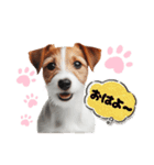 ジャックラッセルの挨拶（個別スタンプ：2）