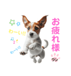 ジャックラッセルの挨拶（個別スタンプ：3）