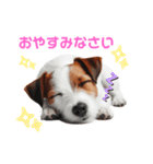 ジャックラッセルの挨拶（個別スタンプ：7）