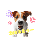ジャックラッセルの挨拶（個別スタンプ：16）
