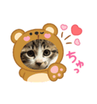 保護猫ぽんずのLINEスタンプ（個別スタンプ：1）