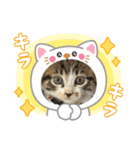 保護猫ぽんずのLINEスタンプ（個別スタンプ：2）