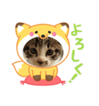 保護猫ぽんずのLINEスタンプ（個別スタンプ：4）
