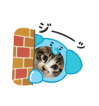 保護猫ぽんずのLINEスタンプ（個別スタンプ：5）